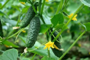 Description of the f1 red mullet cucumber variety, its yield and cultivation