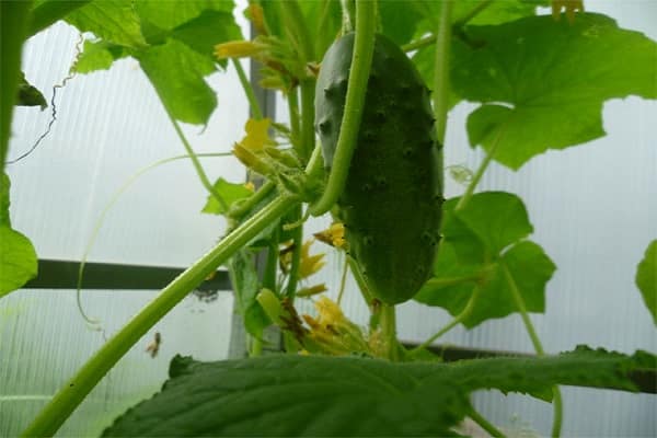 Description of the Berendey f1 cucumber variety, features of cultivation and care