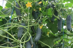 Description of the cucumber variety Bjorn F1, its care and yield