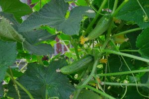 Description of the Ginga cucumber variety, features of its cultivation and care