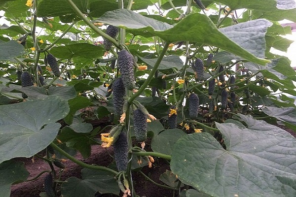 cucumbers Lyutoyar