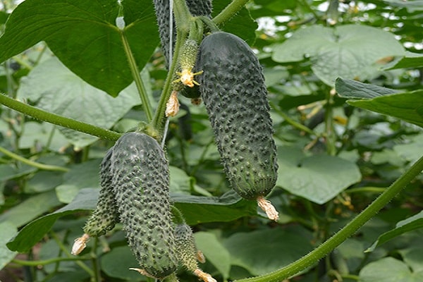 fruiting harvested