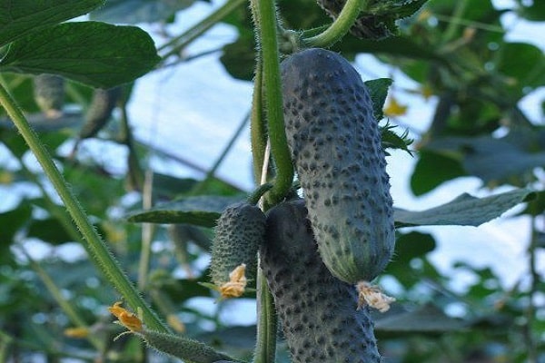 cucumbers for seedlings