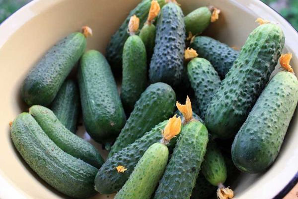 growing cucumbers