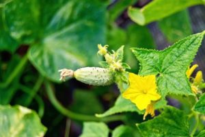 Description de la variété de concombre Malysh, son rendement et son entretien