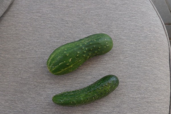 cucumbertw enfant