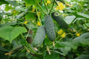 Descripción de la variedad de pepino merengue, plantación y cuidado, la opinión de los jardineros.