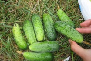 Description of the cucumber variety Finger, cultivation and care