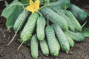 Description of the Pasalimo cucumber variety, its characteristics and yield