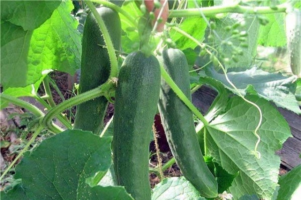 early ripening hybrids