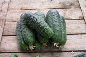 Descripción de la variedad de pepino Satina f1, características de cultivo y cuidado.