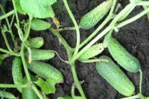 Description of the variety of cucumbers Sister Alyonushka, features of cultivation and care