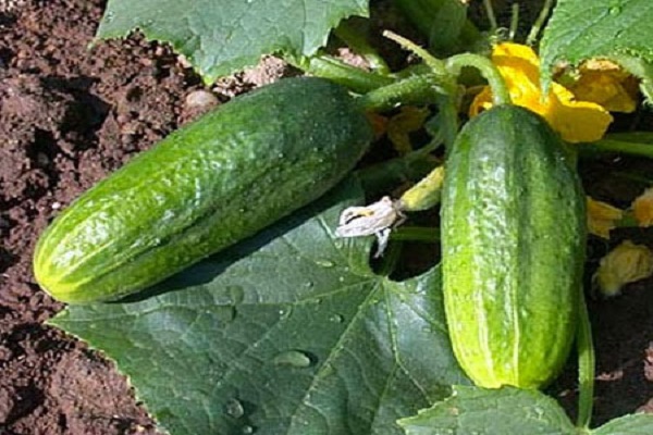 vyaznikovsky cucumber