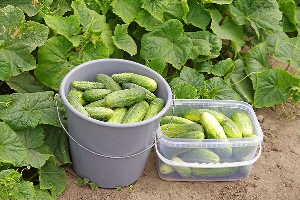 I grow cucumbers