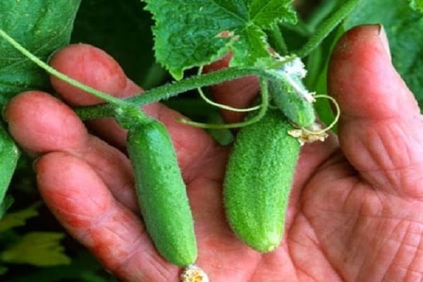 gherkin terbaik