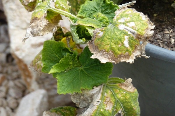 hojas de plantas