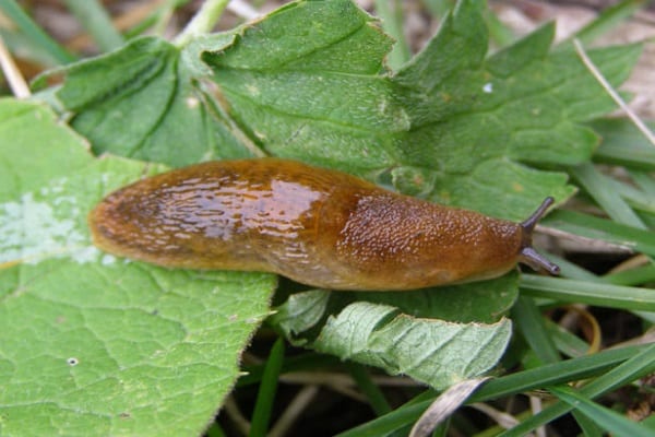 makan slug