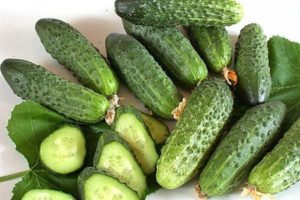 Description des meilleures variétés de concombres de cornichons en pleine terre