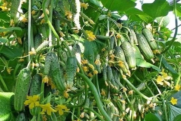 yield of cucumbers