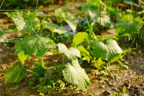 watering cucumber