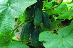 Description of the cucumber variety Perfection itself, its characteristics and care