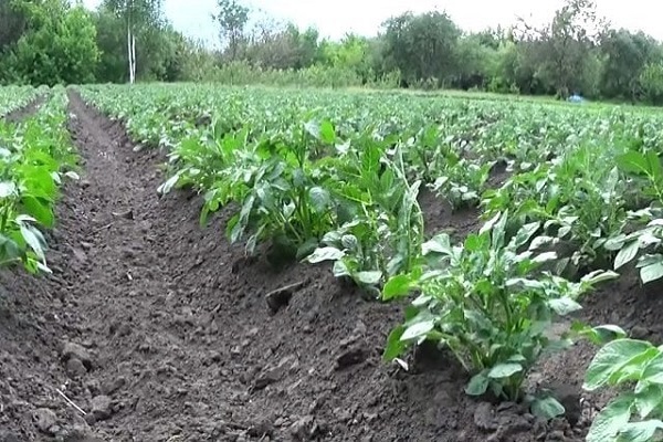 commencer à fleurir