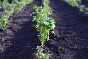 ¿Cuándo y cómo espolvorear las patatas correctamente, por qué y para qué sirve?