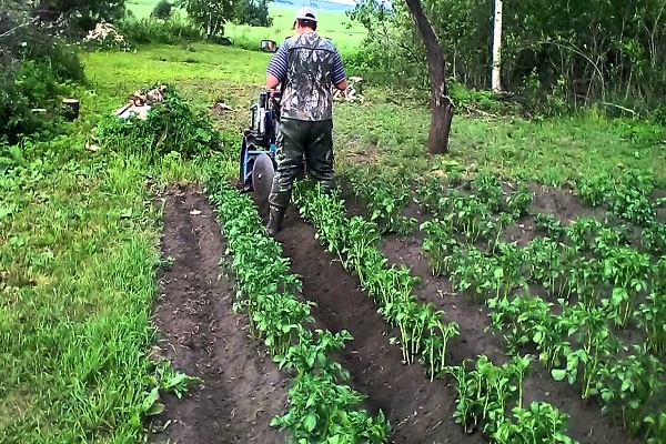 potatoes with a walk-behind tractor