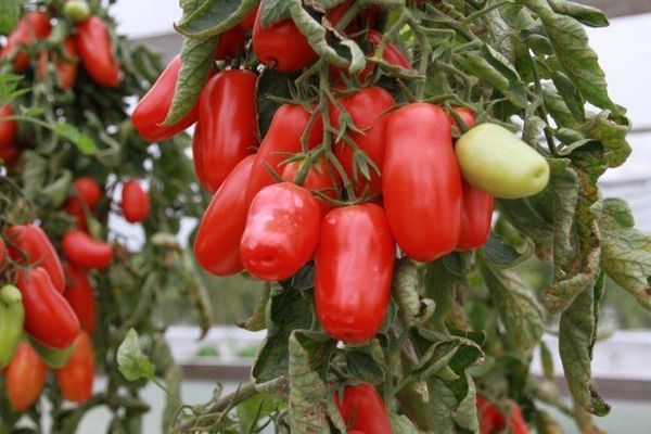 lada tomato