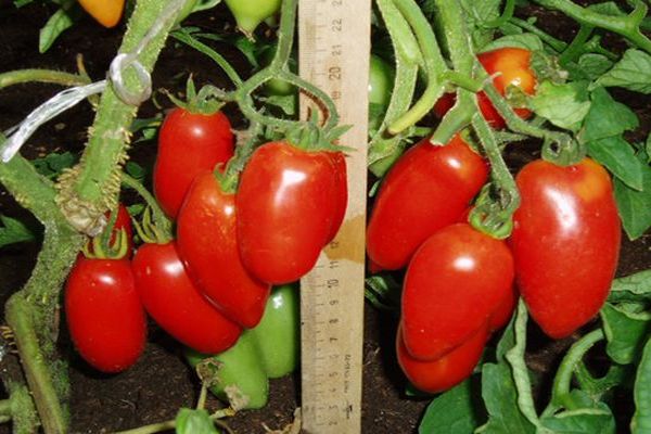 tomate poivron sur une branche