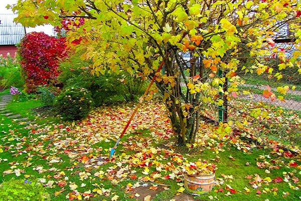 à côté des arbres