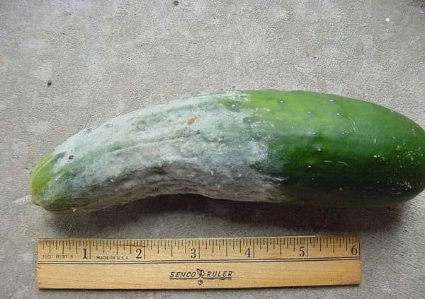 late blight of cucumbers