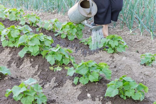 pepinos plantados