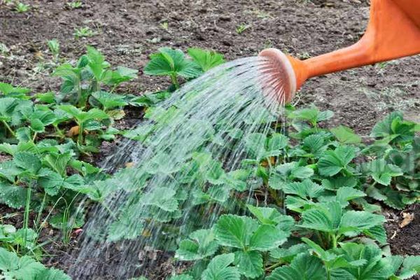 watering plants