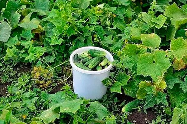 picking cucumbers