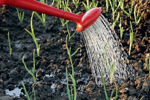 How often to water the garlic outdoors and until when?