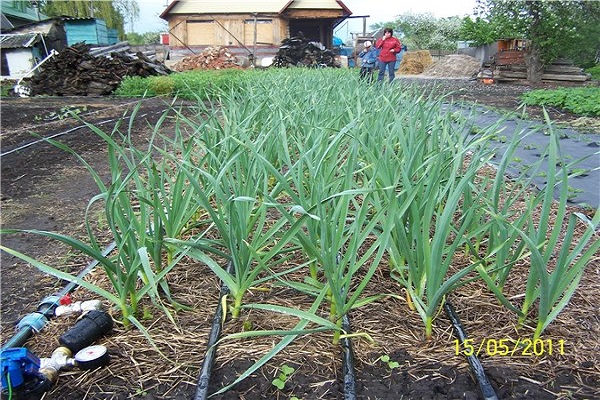 irrigation goutte à goutte