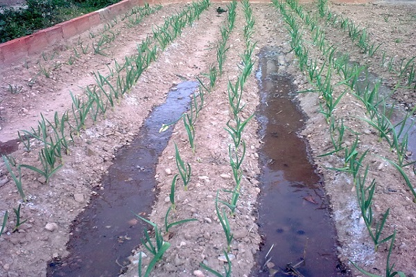 irrigation methods