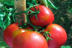 Description de la variété de tomate Voevoda, sa culture et son entretien