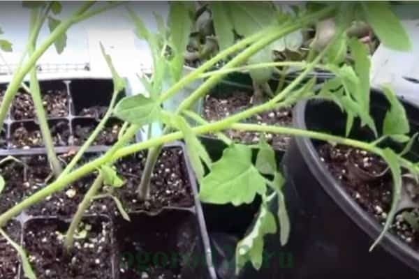 tomato seedlings