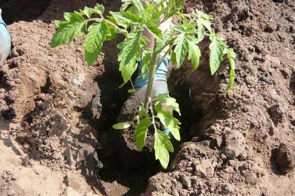 planting tomato in the garden