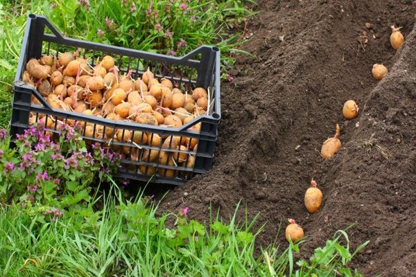 pommes de terre dans une boîte