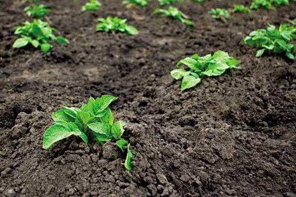 tubercules de pomme de terre dans le jardin