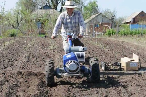 planter des pommes de terre