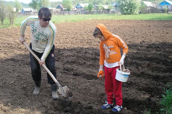 planter des pommes de terre