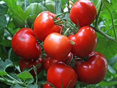 arbustes de tomates à l'est