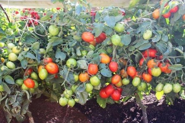 tomates boca de azúcar