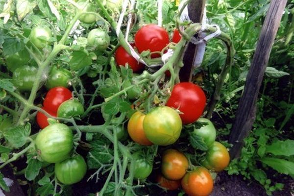 tomato in the ground