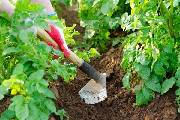 verduras fuertes