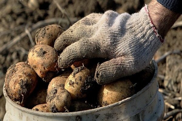 pommes de terre de semence